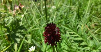 Nigritella Nera (Nigritella Nigra, Orchidaceae)