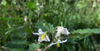 Morella Comune (Solanum Nigrum, Solanaceae)