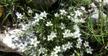 Minuartia Ricurva (Minuartia Recurva, Caryophyllaceae)