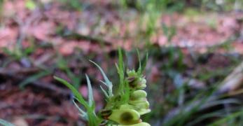 Spigarola Bianca (Melampyrum Pratense, Orobanchaceae)