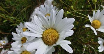 Margherita Alpina (Leucanthemopis Alpina, Asteraceae)