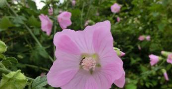 Malva Alcea (Malva Alcea, Malvaceae)