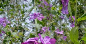 Lunaria Meridionale (Lunaria Annua, Brassicaceae)