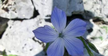 Lino Alpino (Linum Alpinum, Linaceae)