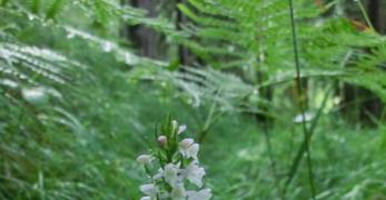 Manina Profumata (Gymnadenia Odoratissima, Orchidaceae)