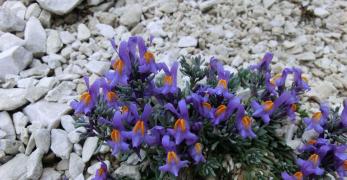 Linaria Alpina (Antirrhinum Alpinum, Plantaginaceae)