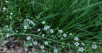 Linaiola Alpina (Thesium Alpinum, Santalaceae)