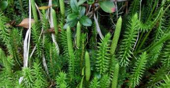 Licopodio Annotino (Lycopodium Annotinum, Lycopodiaceae)