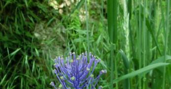 Lampascione (Muscari Comosum, Liliaceae)