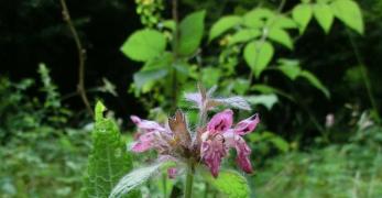 Lamio Macchiato (Lamium Maculatum, Lamiaceae)