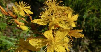 Iperico Perforato (Hypericum Perforatum, Hypericaceae)