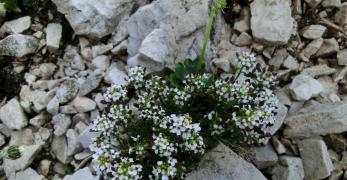 Iberidella Alpina (Hornungia Alpina, Brassicaceae)