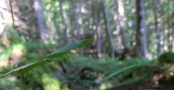 Gramigna di Parnasso (Maianthemum Bifolium, Asparagaceae)