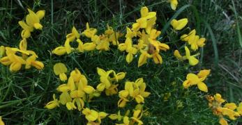 Ginestra Stellata (Genista Radiata, Fabaceae)