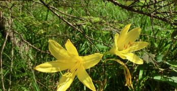 Giglio Dorato (Hemerocallis Lilio-Asphodelus, Xanthorrhoeaceae)