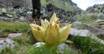 Genziana Punteggiata (Gentiana Punctata, Gentianaceae)