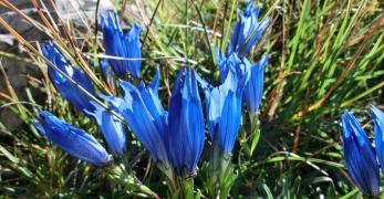 Genziana di Froelich (Gentiana Froelichii Jan, Gentianaceae)