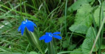 Genziana Alata (Gentiana Utriculosa, Gentianaceae)