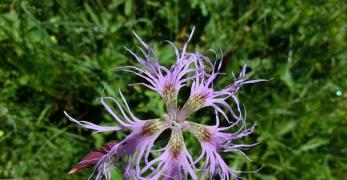 Garofano a Pennacchio (Dianthus Superbus, Caryophyllaceae)