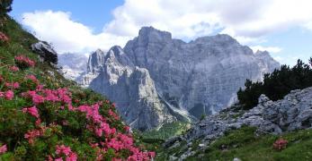 Fioriture di Rododendro verso la Cima della Lastia di Framont. Sullo sfondo, la Moiazza