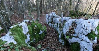 Affioramenti rocciosi nel sottobosco