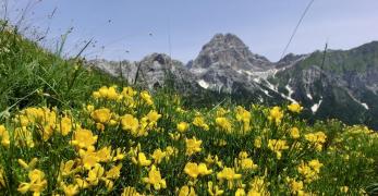 Fioriture di Ginestra. Sullo sfondo, il Monte Duranno