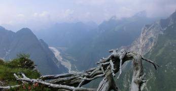 Mughi scheletriti sulla cima del Dosso Nadei