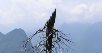 Scheletri arborei lungo la cresta del Dosso Nadei