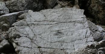 Le impronte fossili di dinosauro