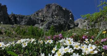 Fioriture di Camedrio sotto le Crepe di Pioda