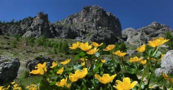 Fioriture di Calta sotto le Crepe di Pioda