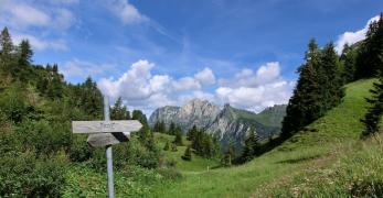 Forcella erbosa nei pressi della cima del Col di Aguscei