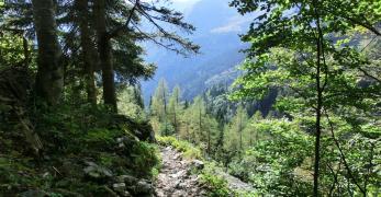 Sottobosco verso il Passo di Monte Croce Carnico 