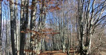 Sottobosco di faggio sulle pendici del Monte Lupo